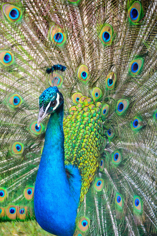 Peacock Crown